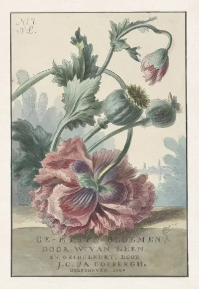 Klaprozen 2