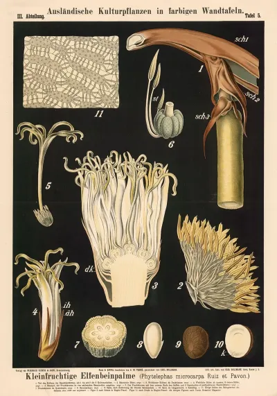 Kleinfruchtige Elfenbeinpalme Phytelephas Microcarpa Ruiz Et Pavon 2