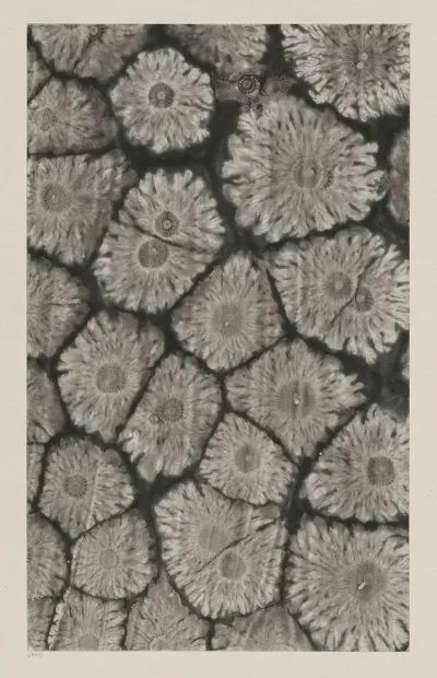Kleisterpapier Mit Sonnenmarmormotiven 4
