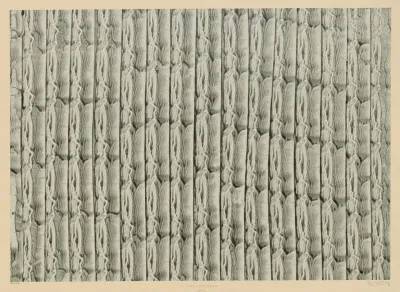 Kleisterpapier Streifen 5