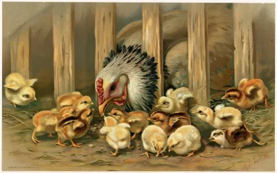 Kluck Kluck