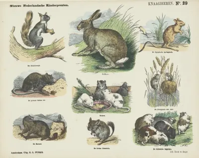 Knaagdieren