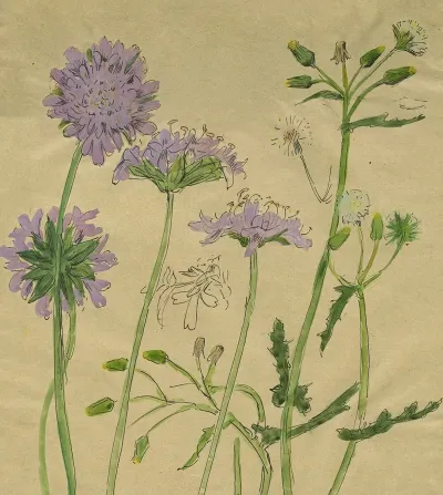 Knautia En Tweejarig Streepzaad