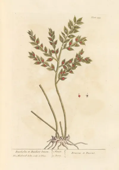 Kneeholm Or Butchers Broom