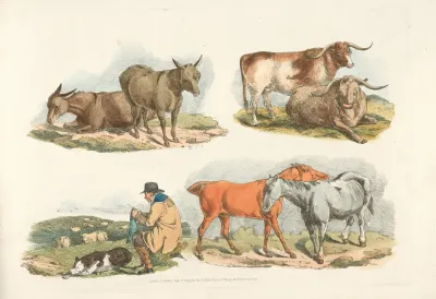 Knitting Shepherd