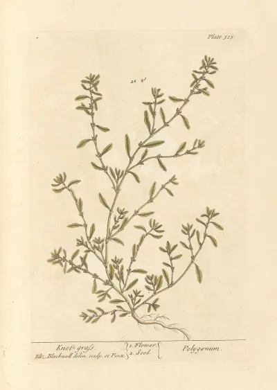 Knot Grass