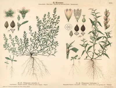 Knotgrass Knotweed Waterpepper