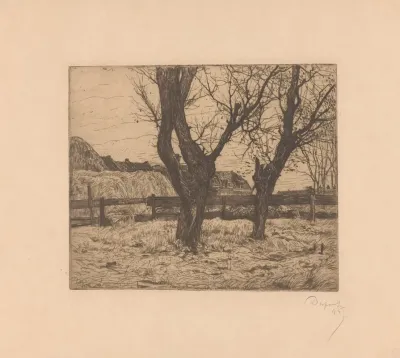 Knotwilgen In Een Weiland