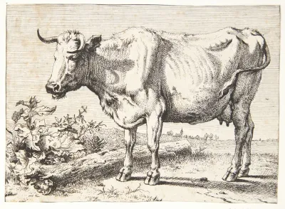 Ko Med Krollede Horn