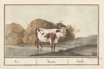 Koe Bos Taurus Koe Vacca Vache 2