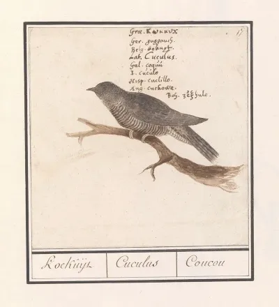 Koekoek Cuculus Canorus Koekuijl Cuculus Coucou