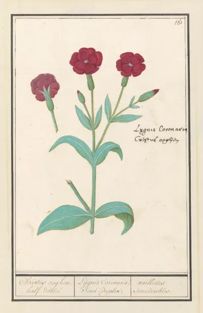 Koekoeksbloem Lychnis Of Prikneus Lychnis Coronaria
