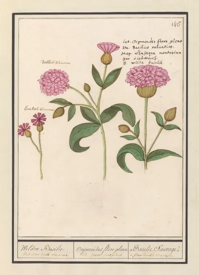 Koekoeksbloem Silene Dioica Wilden Basilie Ocijmiodes Flore Pleno Basilie Sauvage