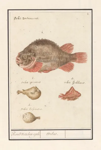 Kogelvissen Tetraodontidae Rond Visschen Egels Orbes