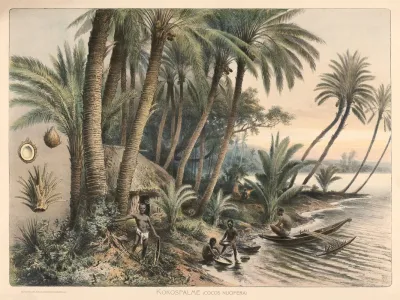 Kokospalme Cocos Nucifera