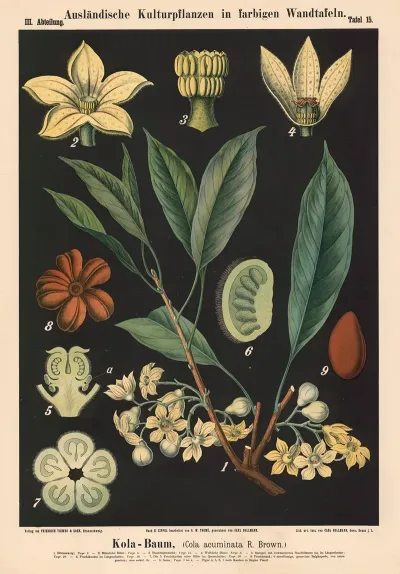 Kola Baum Cola Acuminata R Brown