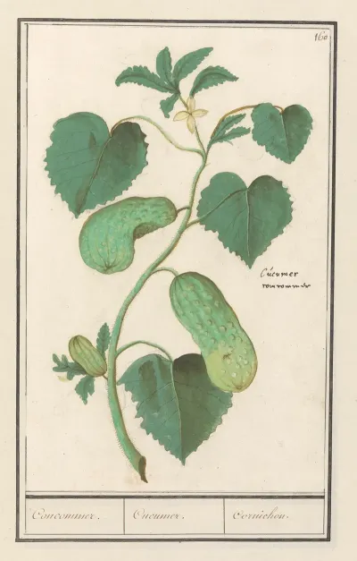 Komkommer Cucumis Sativus Concommer Cucumer Cornichon