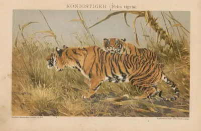 Konigstiger