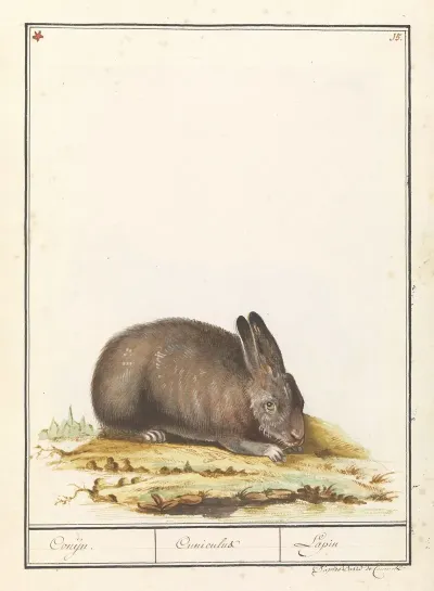 Konijn Oryctolagus Cuniculus Conijn Cuniculus Lapin