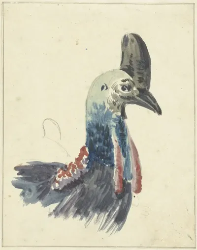 Kop Van De Kasuaris