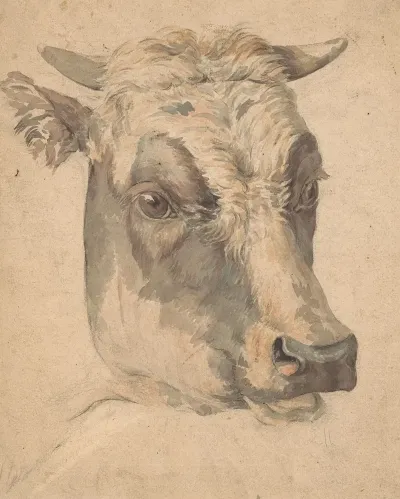 Kop Van Een Koe 2