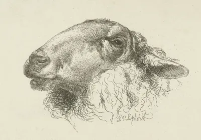Kop Van Een Schaap Naar Links