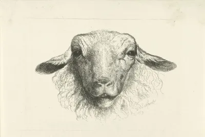 Kop Van Een Schaap Van Voren