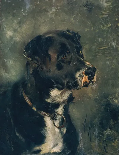 Kopf Eines Fleischerhundes Hundekopf