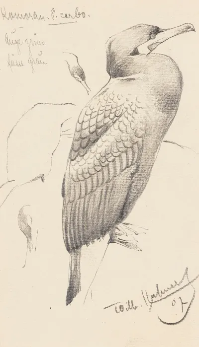 Kormoran