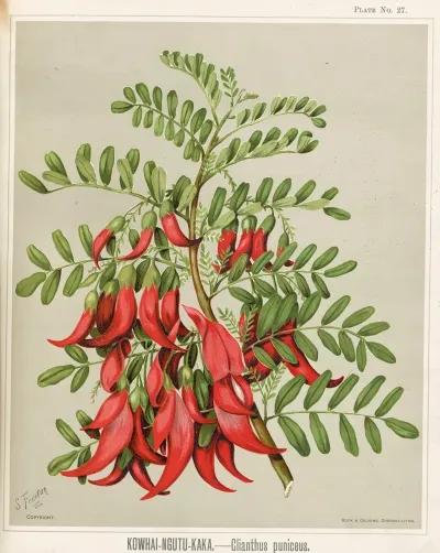 Kowhai Ngutu Kaka Clianthus Puniceus Plate 27