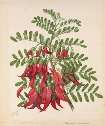 Kowhai Ngutu Kaka Clianthus Puniceus