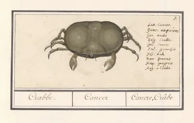 Krab Cancer Crabbe Cancer Cancre Crabe