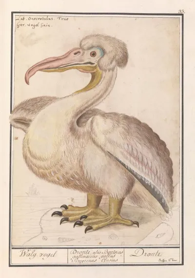 Kroeskoppelikaan Pelecanus Crispus