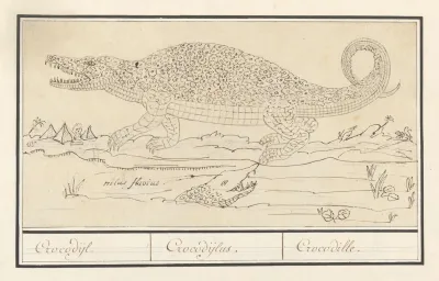 Krokodil Crocodylidae Crocodijl Crocodijlus Crocodille