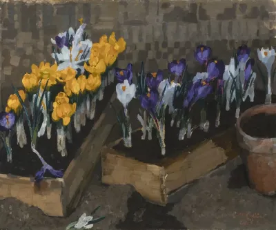 Krokusse