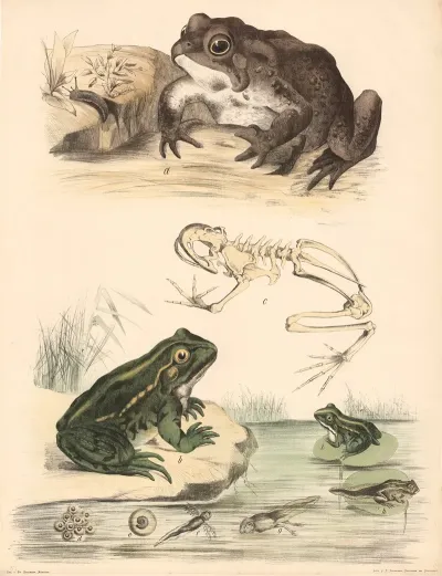Krote Bufo Cinereus B Frosch Rana Esculenta C Skelett Des Frosches