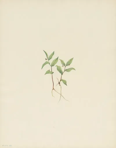 Kruhsea Flower Kruhsea Streptopoides 2
