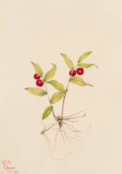 Kruhsea Kruhsea Streptopoides 2