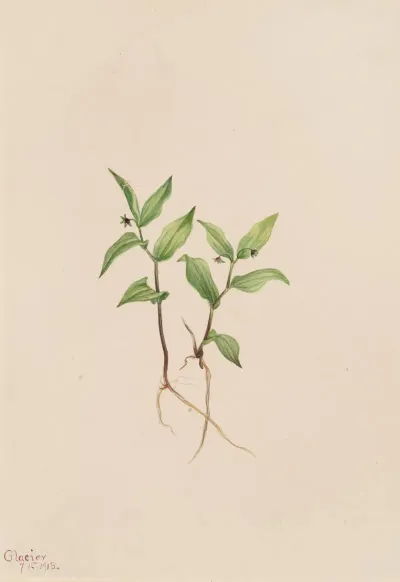 Kruhsea Kruhsea Streptopoides