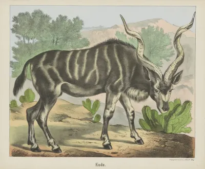 Kudu 2