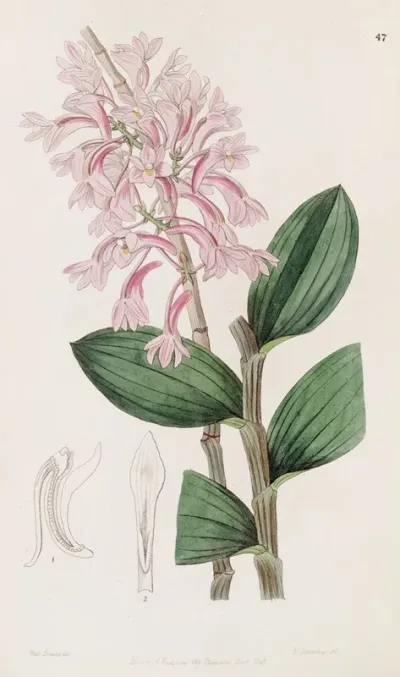 Kuhls Dendrobe
