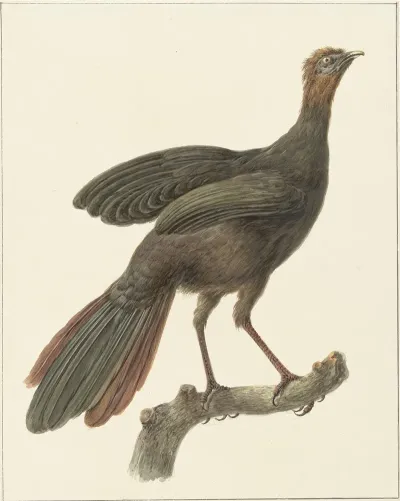 Kuifsjakohoen Penelope Purpurascens