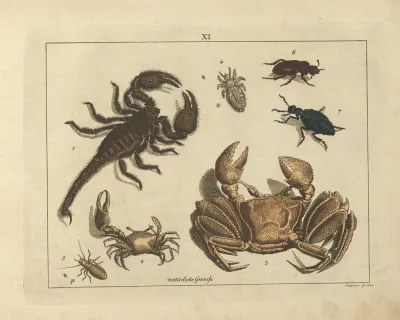 Kupfer Sammlung Besonders Zu Funke Naturgeschichte Und Technologie Pl 10