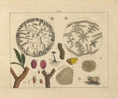 Kupfer Sammlung Besonders Zu Funke Naturgeschichte Und Technologie Pl 13