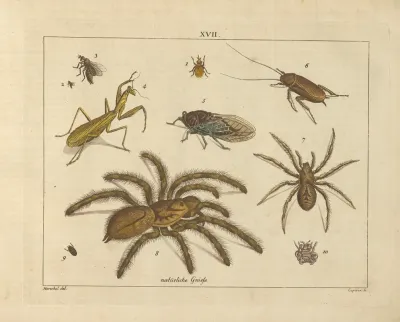 Kupfer Sammlung Besonders Zu Funke Naturgeschichte Und Technologie Pl 16