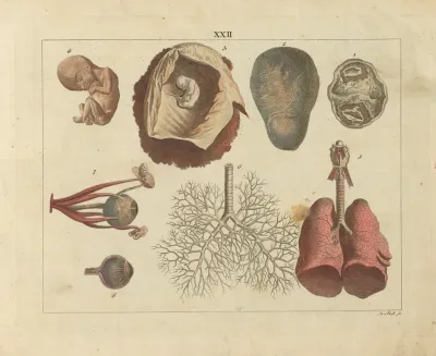 Kupfer Sammlung Besonders Zu Funke Naturgeschichte Und Technologie Pl 21