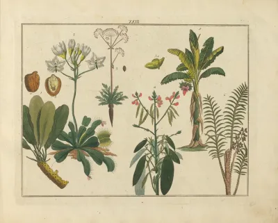 Kupfer Sammlung Besonders Zu Funke Naturgeschichte Und Technologie Pl 22