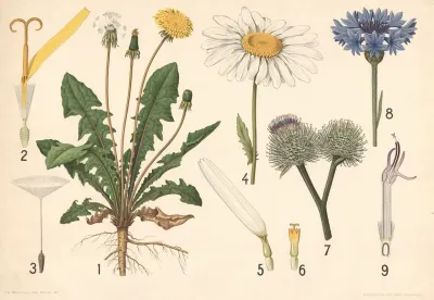 Kurveblomster Maelkebotte Kornblomst Og Marguerit