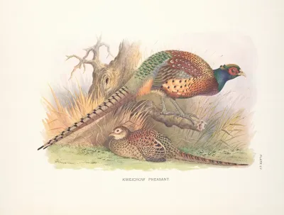 Kweichow Pheasant Phasianus Colchicus Decollatus