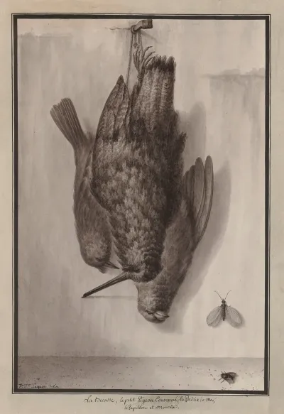 La Becasse Le Petit Pigeon Couronne La Perdrix De Mer Le Papillon Et Mouche